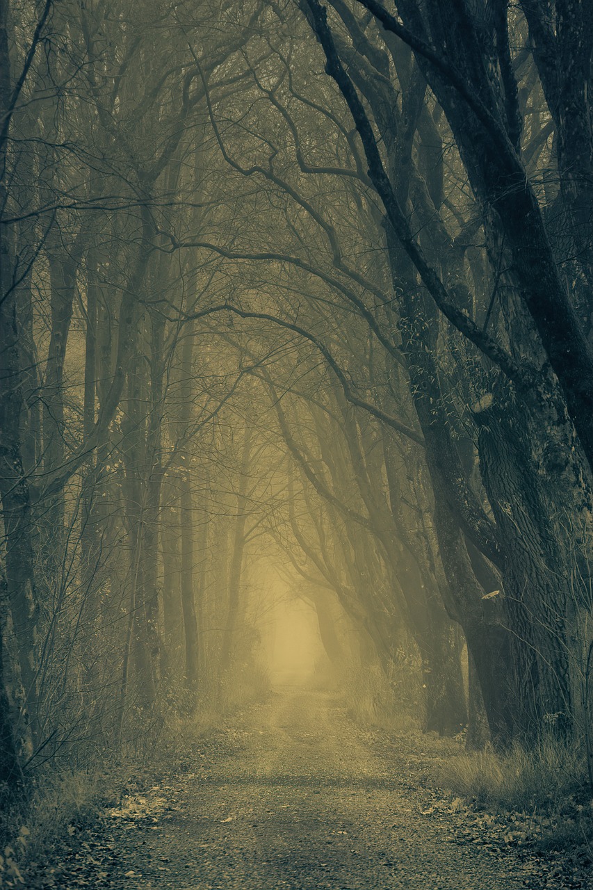 forest, path, fog-3818470.jpg